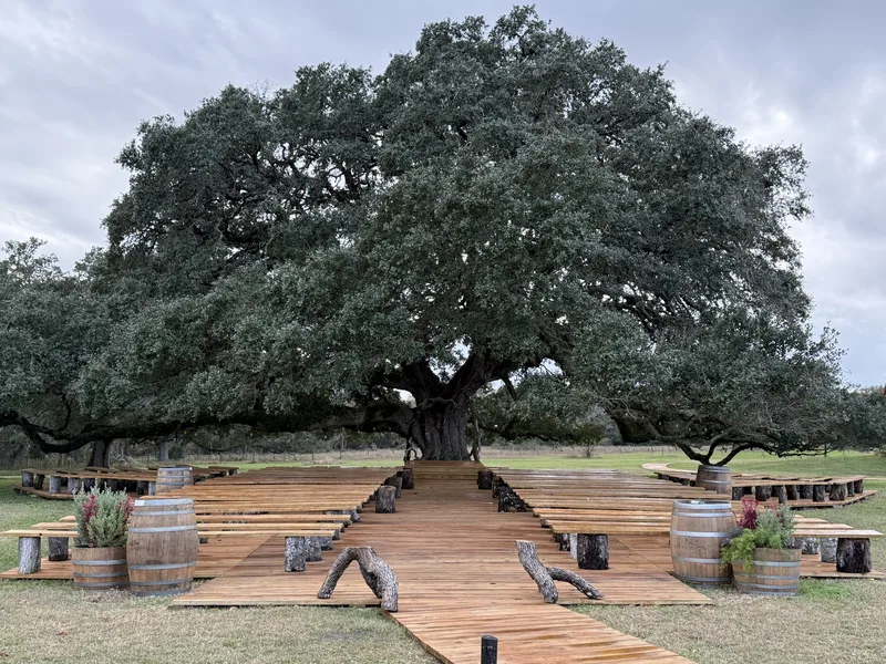 One of the twin live oaks spreading over the lawn