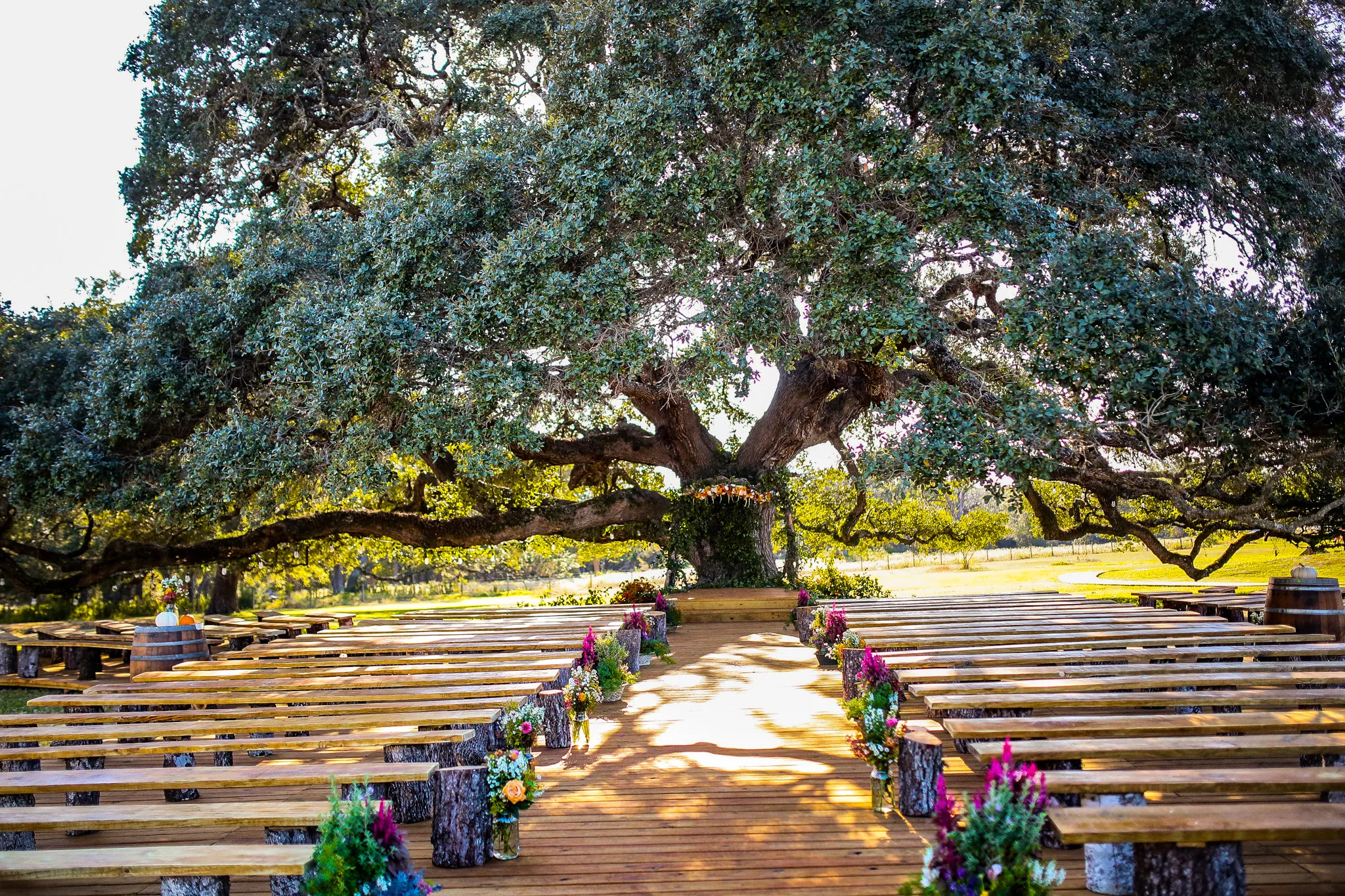 The twin live oaks over the ceremony benches at golden hour