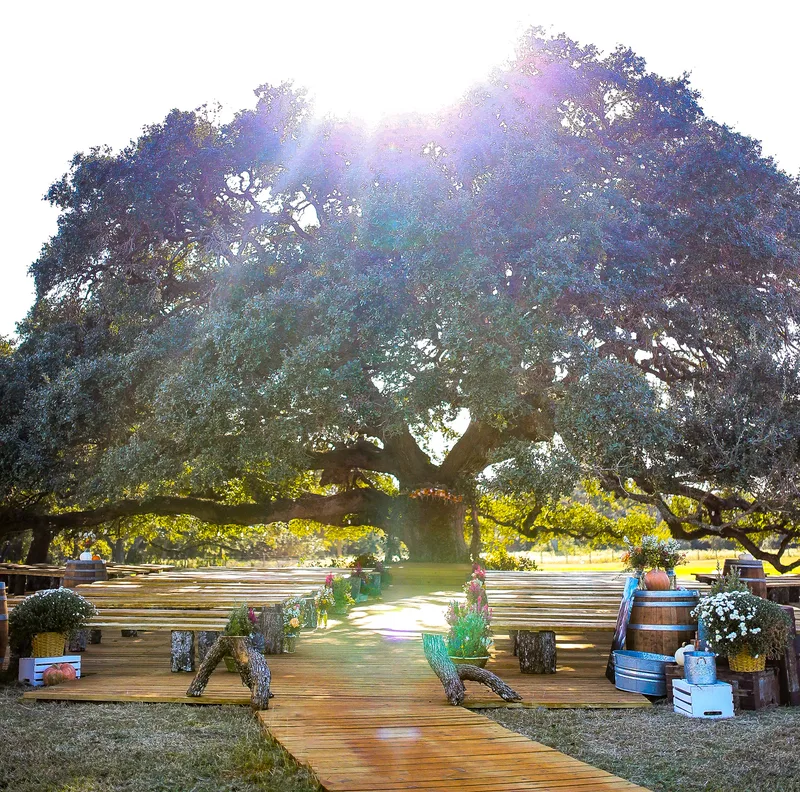Evening light in the twin oaks